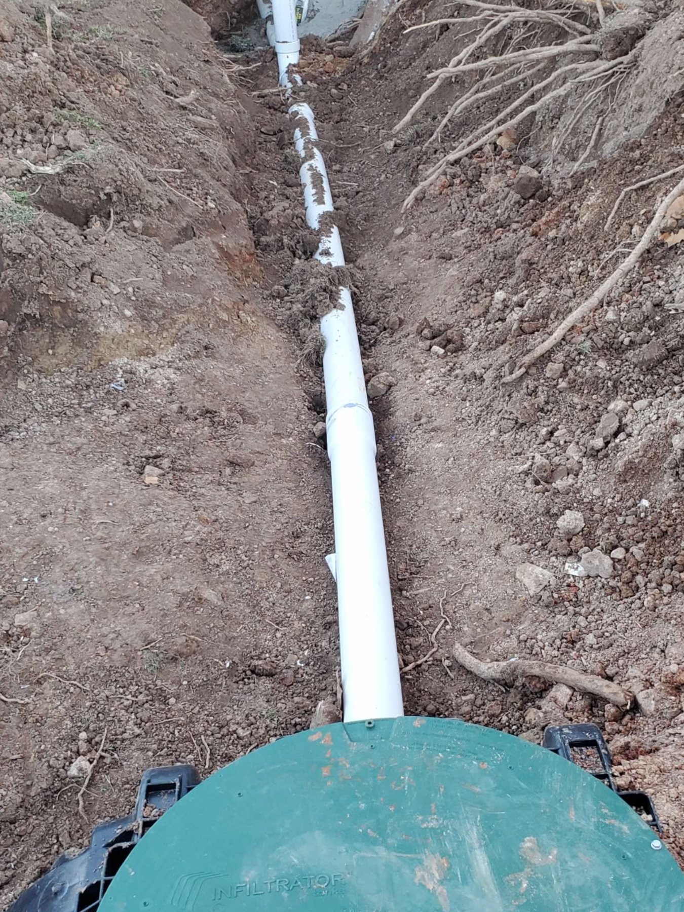 When Septic Excavation Exposes Tree Roots